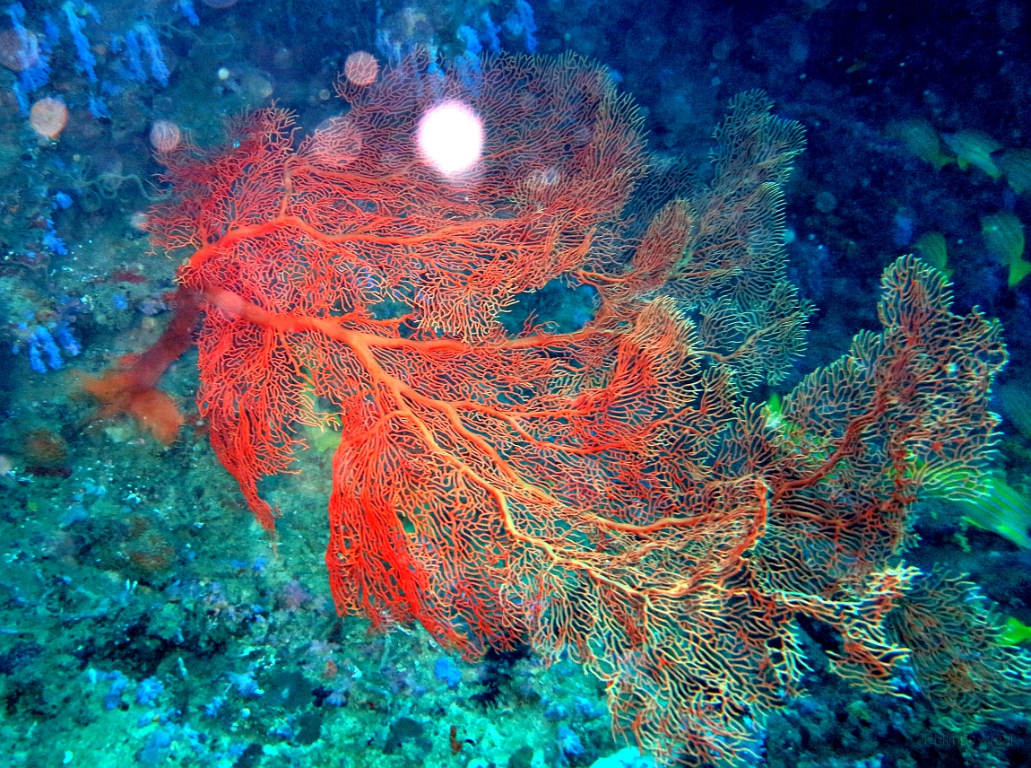 IMG_0290rf_Maldives_Madoogali_Plongee 2_Vihamaafaru_Gorgone_Subergorgia mollis.jpg